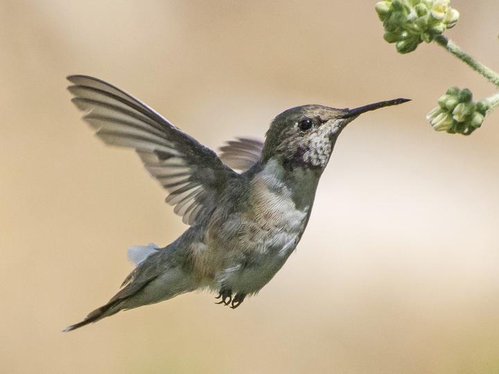 Chilean Woodstar