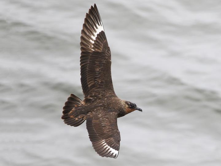 Chilean Skua