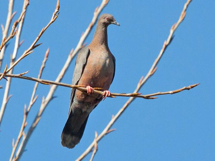 Chilean Pigeon