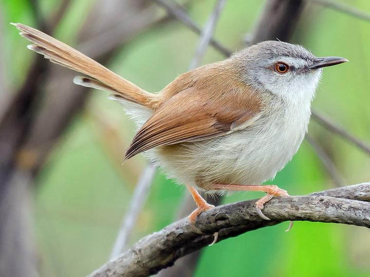 Rufescent Prinia