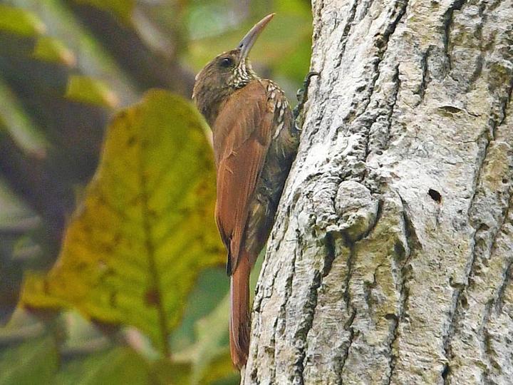 Dusky-capped Woodcreeper