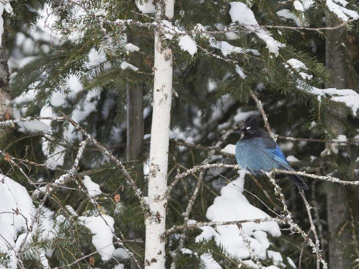 Steller's Jay