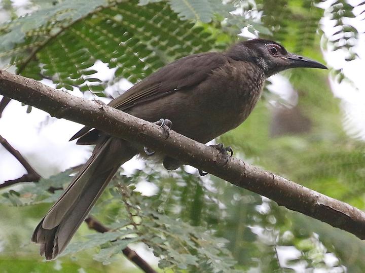 Morotai Friarbird