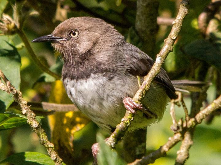 Taita Apalis