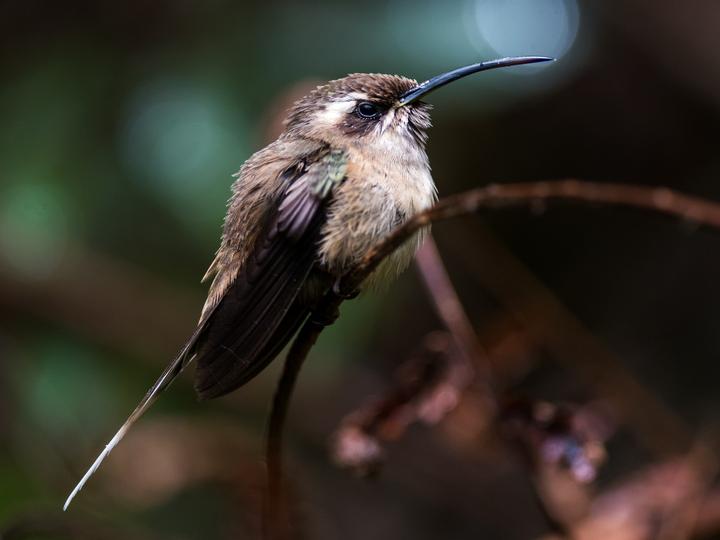 Dusky-throated Hermit