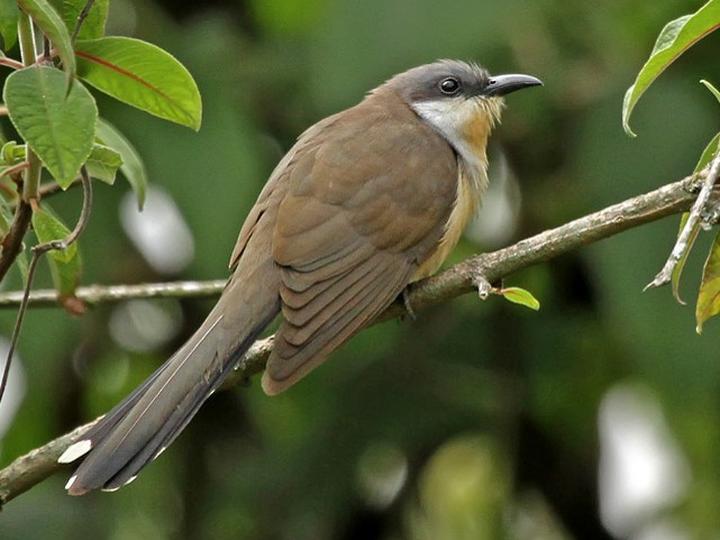 Dark-billed Cuckoo