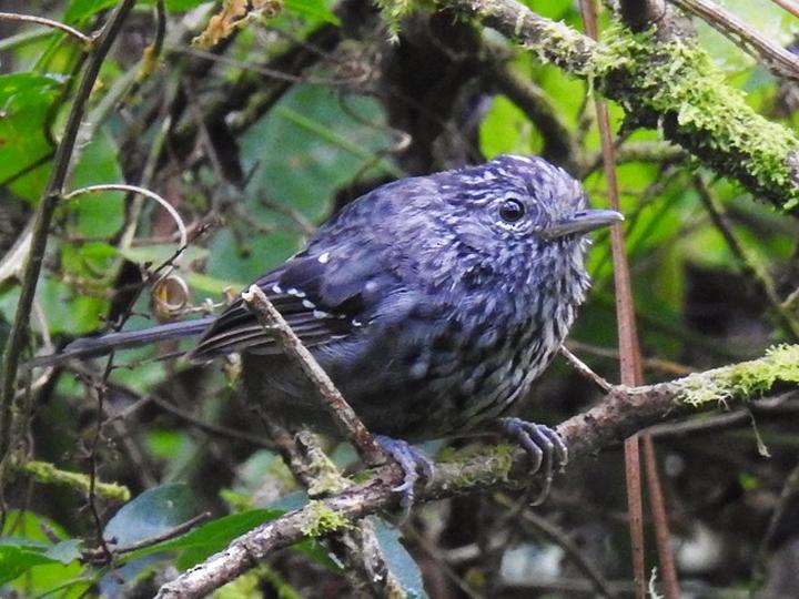 Dusky-tailed Antbird