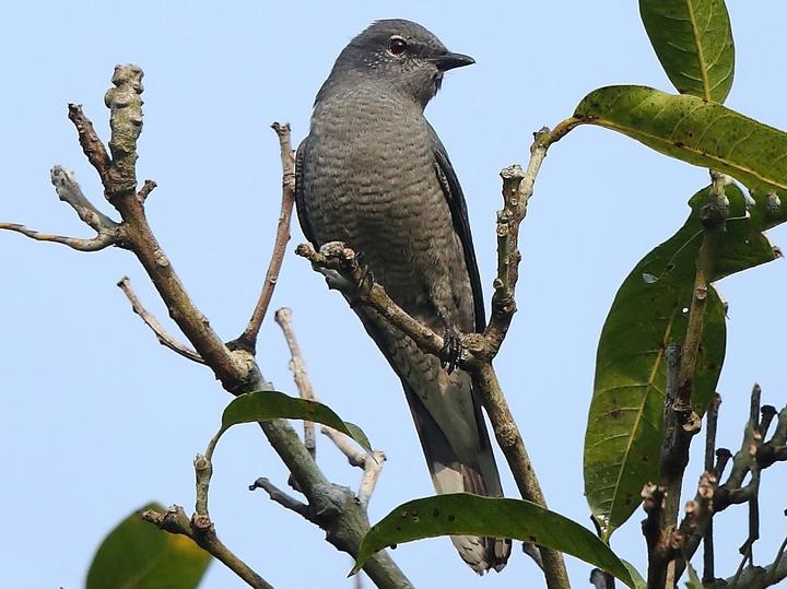 Black-winged Cuckooshrike