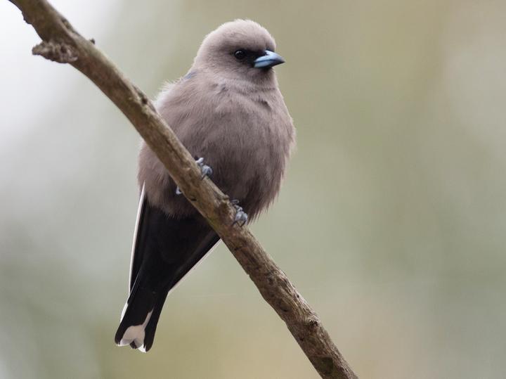 Dusky Woodswallow