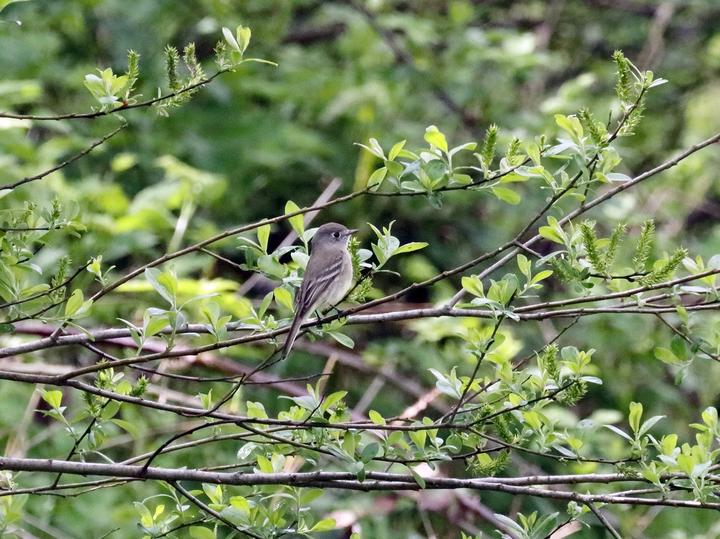 American Dusky Flycatcher