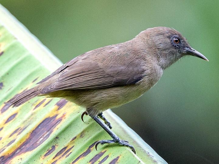 Dusky White-eye