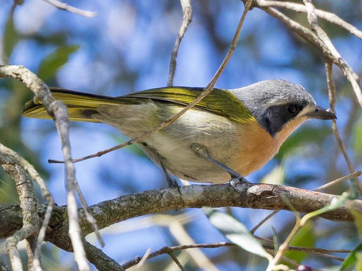 Olive Bushshrike