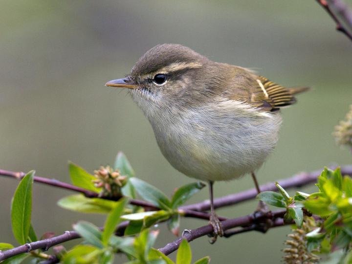 Greenish Warbler