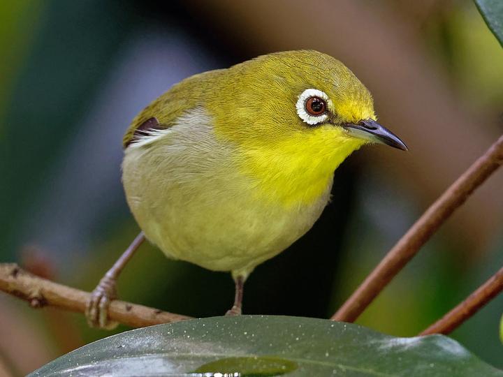 Swinhoe's White-eye