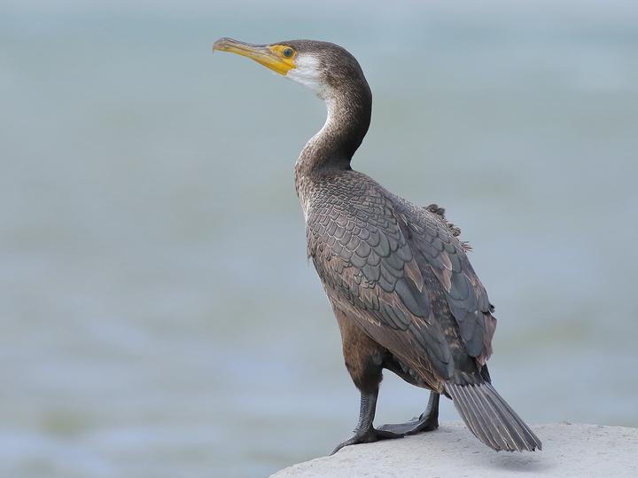 Japanese Cormorant