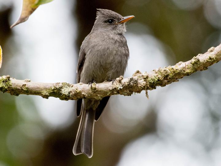 Dark Pewee