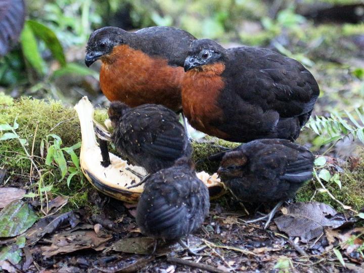 Dark-backed Wood Quail