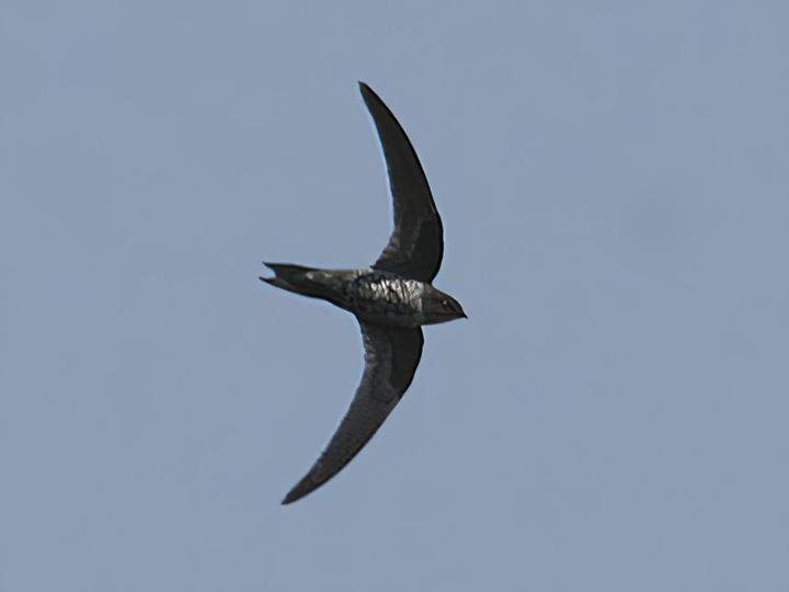 Dark-rumped Swift
