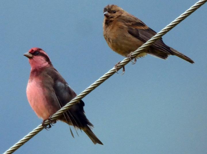Dark-breasted Rosefinch