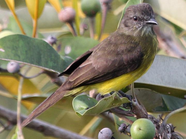 Dusky-chested Flycatcher