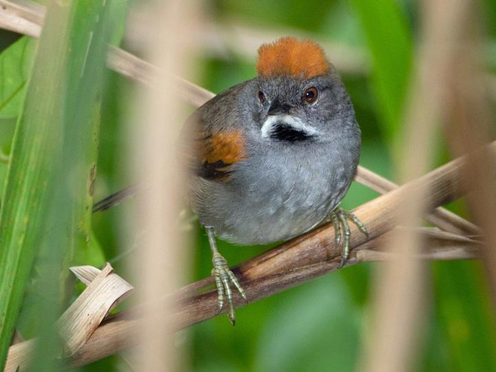 Dark-breasted Spinetail