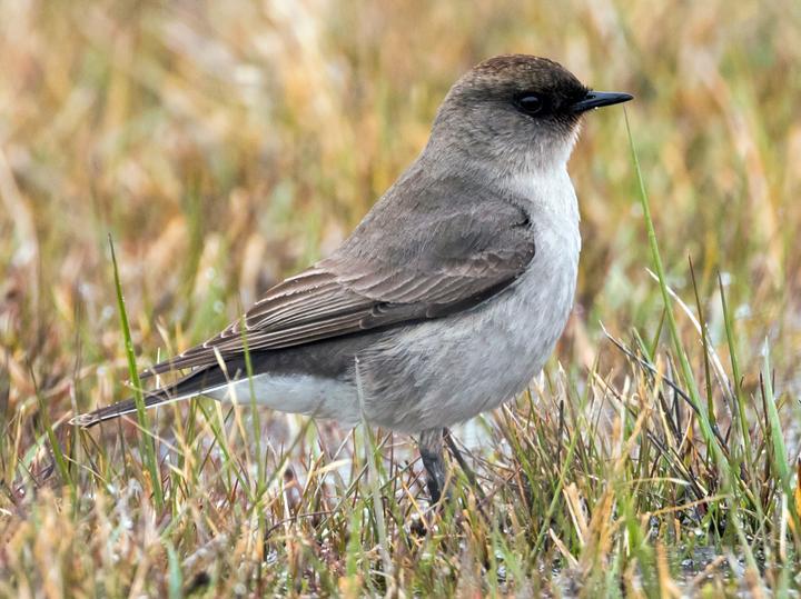 Dark-faced Ground Tyrant