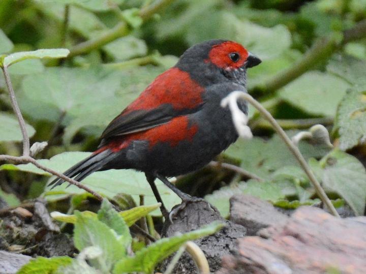 Dusky Crimsonwing
