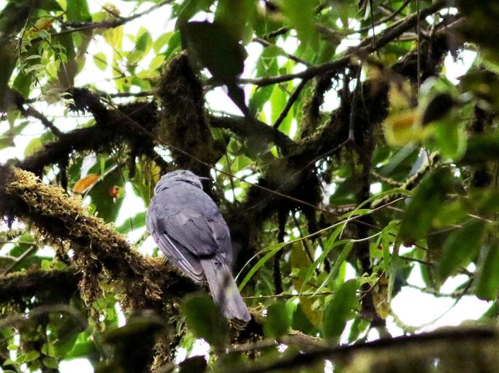 Dusky Piha