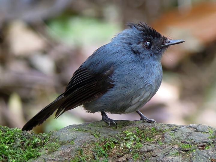 Dusky Crested Flycatcher