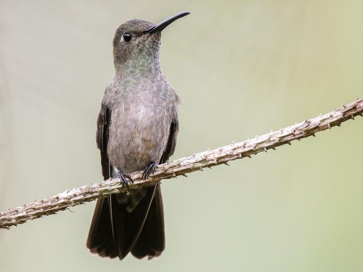 Sombre Hummingbird