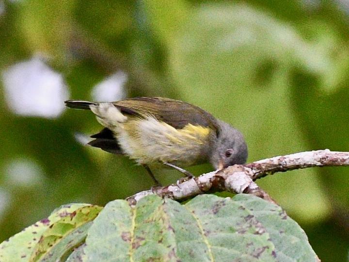 Obscure Berrypecker