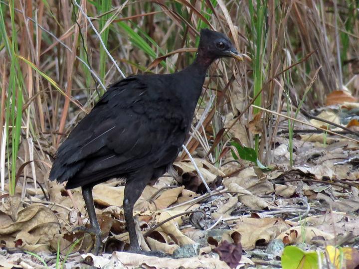 Dusky Megapode