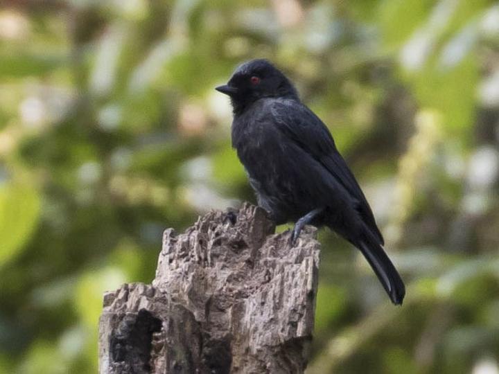 Dusky Tit