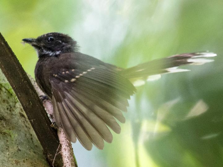 Makira Fantail
