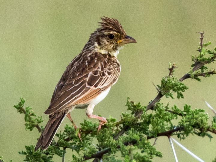 Friedmann's Lark