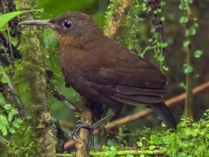 Dusky Leaftosser