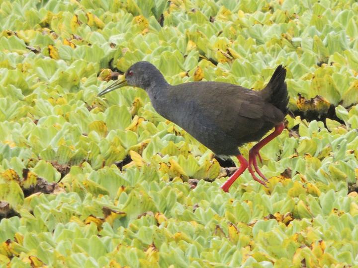 Blackish Rail