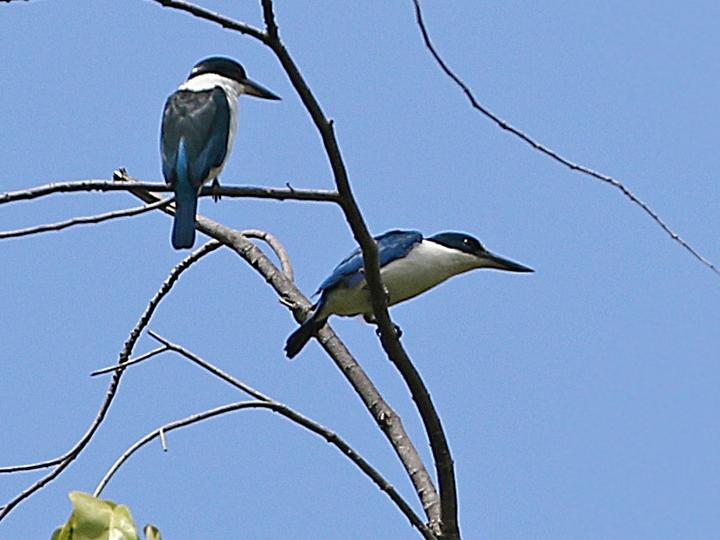 Talaud Kingfisher