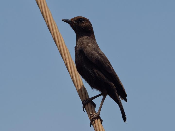 Sooty Chat