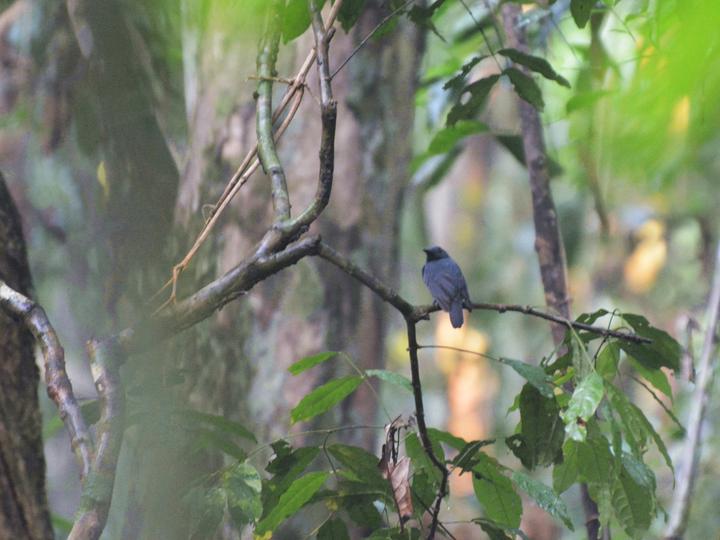 Saturnine Antshrike