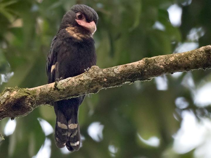 Dusky Broadbill
