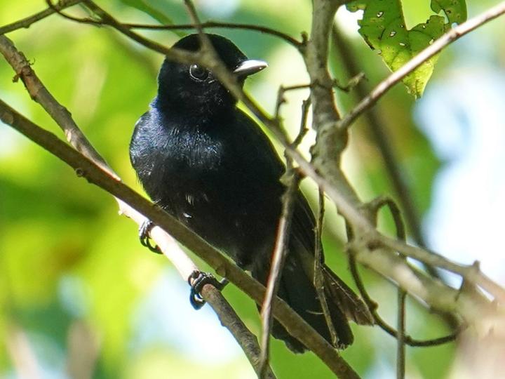 Mussau Flycatcher