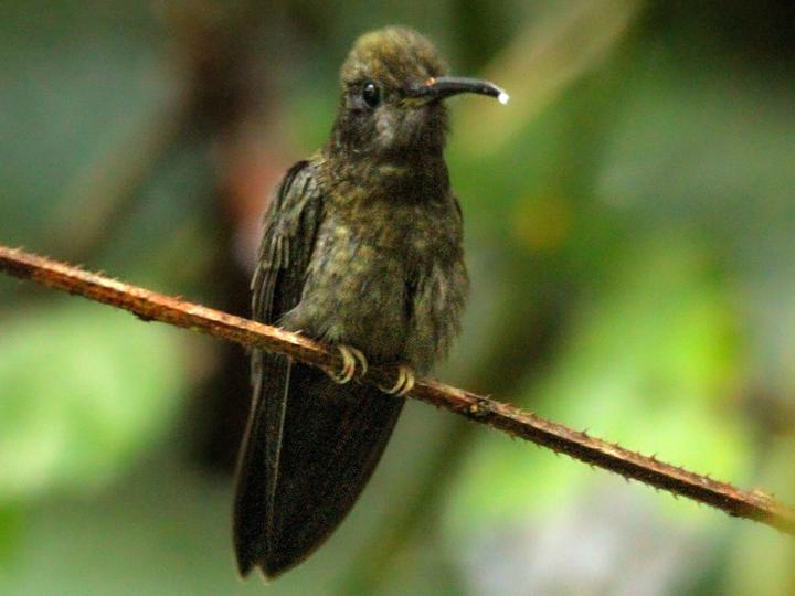 Sooty Barbthroat