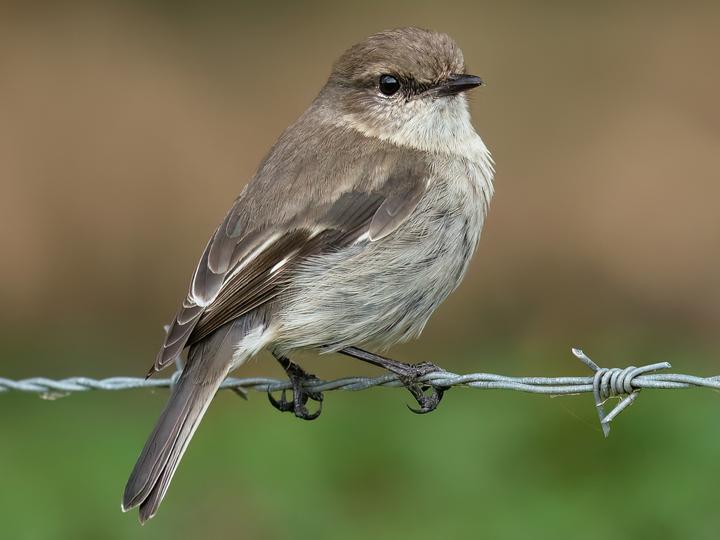 Dusky Robin