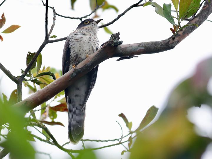 Dark Hawk-Cuckoo