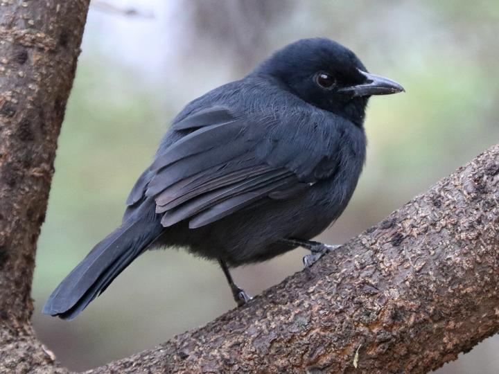 Slate-colored Boubou