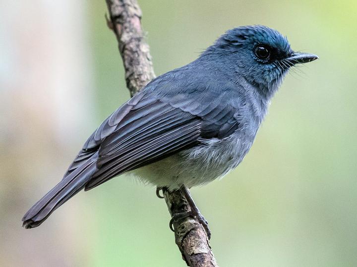 Dull-blue Flycatcher