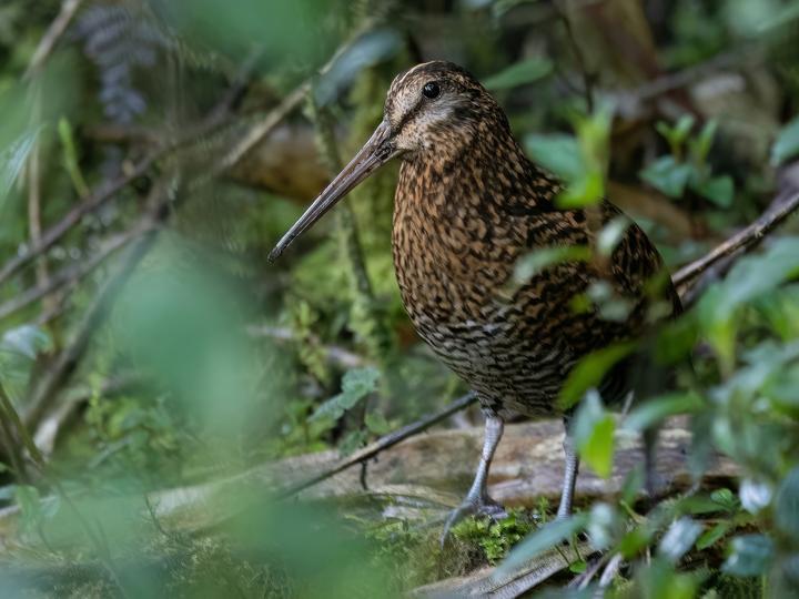Imperial Snipe