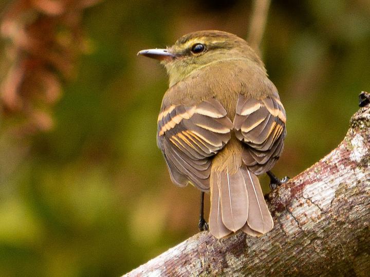 Fuscous Flycatcher