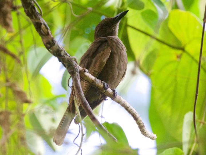 Dusky-brown Oriole
